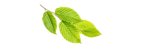 Le macérat de bourgeons d'Orme